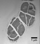 Methanosarcina barkeri, autor: Kevin Sowers