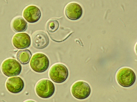 Jedním z použitých fototrofních organismů byla řasa Chlorella vulgaris. Autor: Karlova univerzita