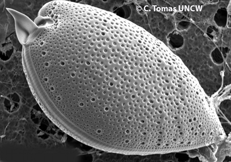 Jedním z použitých mixotrofních organismů byl Prorocentrum micans. Autor: C. Tomas / UNCW