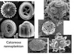 Fosilie nanoplanktonu o stáří 60-65 milionů let na snímku z elektronového mikroskopu. Autor: Timothy Bralower; Penn State